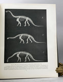 Camarasaurus, Amphicoelias, and other Sauropods of Cope