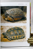 South American Tortoises: Chelonoidis carbonaria, C. denticulata and C. chilensis