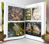 South American Tortoises: Chelonoidis carbonaria, C. denticulata and C. chilensis