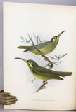 A Monograph of the Nectariniidae, or Family of Sunbirds