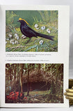 Birds of Paradise and Bower Birds