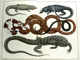 Reptiles, TOMUS II, TABULA CV