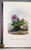 A Monograph of the Pittidae, or Family of Ant Thrushes (first edition)