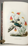 A Monograph of the Pittidae, or Family of Ant Thrushes (first edition)