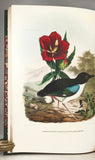 A Monograph of the Pittidae, or Family of Ant Thrushes (first edition)