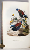 A Monograph of the Pittidae, or Family of Ant Thrushes (first edition)