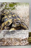 Hermann's Tortoise, Boettger's and Dalmatian Tortoises: Testudo boettgeri, hercegovinensis and hermanni