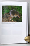 Shrews, Chromosomes and Speciation