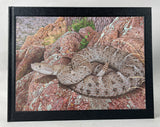 Rattlesnakes of Arizona, Vol. 1: Species Accounts and Natural History + Vol. 2: Conservation, Behavior, Venom, and Evolution + Book of Plates, housed in slipcase (special leatherbound limited edition)