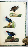 Beitrag zur Fauna Centralpolynesiens. Ornithologie der Viti-, Samoa- und Tonga- Inseln