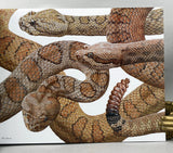Rattlesnakes of Arizona, Vol. 1: Species Accounts and Natural History + Vol. 2: Conservation, Behavior, Venom, and Evolution + Book of Plates, housed in slipcase (special leatherbound limited edition)