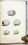 Beitrag zur Fauna Centralpolynesiens. Ornithologie der Viti-, Samoa- und Tonga- Inseln
