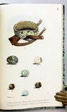 Beitrag zur Fauna Centralpolynesiens. Ornithologie der Viti-, Samoa- und Tonga- Inseln