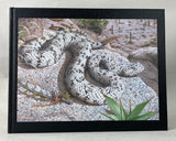 Rattlesnakes of Arizona, Vol. 1: Species Accounts and Natural History + Vol. 2: Conservation, Behavior, Venom, and Evolution + Book of Plates, housed in slipcase (special leatherbound limited edition)