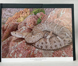 Rattlesnakes of Arizona, Vol. 1: Species Accounts and Natural History + Vol. 2: Conservation, Behavior, Venom, and Evolution + Book of Plates, housed in slipcase (special leatherbound limited edition)