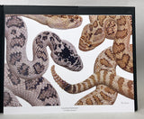 Rattlesnakes of Arizona, Vol. 1: Species Accounts and Natural History + Vol. 2: Conservation, Behavior, Venom, and Evolution + Book of Plates, housed in slipcase (special leatherbound limited edition)