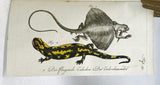 Herrn de la Cepede's Naturgeschichte der Amphibien, oder der enerlegenden vierfussigen Thiere und der Schlangen: Eine Fortsetzung von Buffon's Naturgeschichte, in five volumes with hand-colored plates