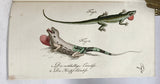 Herrn de la Cepede's Naturgeschichte der Amphibien, oder der enerlegenden vierfussigen Thiere und der Schlangen: Eine Fortsetzung von Buffon's Naturgeschichte, in five volumes with hand-colored plates