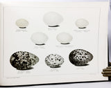 Finska Fogelägg / Eggs of Finnish Birds / Suomen Lintuin Munia