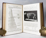 The Age of Mammals in Europe, Asia and North America