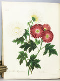 Floral Illustrations of the Seasons: Consisting of Drawings from Nature of some of the Most Beautiful, Hardy and Rare Herbaceous Plants cultivated in the Flower Garden, carefully arranged according to their Seasons of Flowering