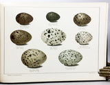 Finska Fogelägg / Eggs of Finnish Birds / Suomen Lintuin Munia