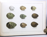 Finska Fogelägg / Eggs of Finnish Birds / Suomen Lintuin Munia