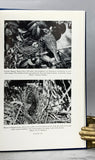 Bower-Birds: Their Displays and Breeding Cycles, A Preliminary Statement
