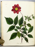 Floral Illustrations of the Seasons: Consisting of Drawings from Nature of some of the Most Beautiful, Hardy and Rare Herbaceous Plants cultivated in the Flower Garden, carefully arranged according to their Seasons of Flowering