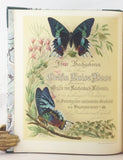 Lepidopteren von Madagascar. Neue und weig bekannte Arten zumeist aus der Sammlung der Senckenberg’schen naturforschenden Gesellschaft zu Frankfurt am Main, 2 Parts, complete (bound in one volume).