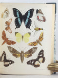 Lepidopteren von Madagascar. Neue und weig bekannte Arten zumeist aus der Sammlung der Senckenberg’schen naturforschenden Gesellschaft zu Frankfurt am Main, 2 Parts, complete (bound in one volume).