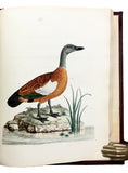 Nouvelles Illustrations de Zoologie; New Illustrations of Zoology, containing fifty coloured plates of new, curious, and non-descript Birds, with a few Quadrupeds, Reptiles and Insects