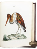 Nouvelles Illustrations de Zoologie; New Illustrations of Zoology, containing fifty coloured plates of new, curious, and non-descript Birds, with a few Quadrupeds, Reptiles and Insects