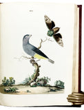 Nouvelles Illustrations de Zoologie; New Illustrations of Zoology, containing fifty coloured plates of new, curious, and non-descript Birds, with a few Quadrupeds, Reptiles and Insects