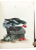 Nouvelles Illustrations de Zoologie; New Illustrations of Zoology, containing fifty coloured plates of new, curious, and non-descript Birds, with a few Quadrupeds, Reptiles and Insects