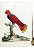 Nouvelles Illustrations de Zoologie; New Illustrations of Zoology, containing fifty coloured plates of new, curious, and non-descript Birds, with a few Quadrupeds, Reptiles and Insects