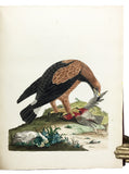 Nouvelles Illustrations de Zoologie; New Illustrations of Zoology, containing fifty coloured plates of new, curious, and non-descript Birds, with a few Quadrupeds, Reptiles and Insects