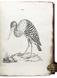 Nouvelles Illustrations de Zoologie; New Illustrations of Zoology, containing fifty coloured plates of new, curious, and non-descript Birds, with a few Quadrupeds, Reptiles and Insects