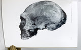 Il cranio Neandertaliano del Monte Circeo (Circeo I)