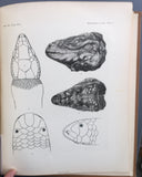 The Herpetology of Cuba