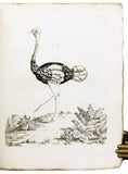 Nouvelles Illustrations de Zoologie; New Illustrations of Zoology, containing fifty coloured plates of new, curious, and non-descript Birds, with a few Quadrupeds, Reptiles and Insects