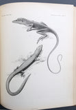 The Herpetology of Cuba
