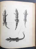 The Herpetology of Cuba