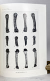 Fossil Metacarpals from Swartkrans