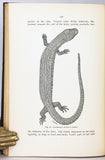 The Reptiles of the Indo-Australian Archipelago, volume I: Lacertilia, Chelonia, Emydosauria + volume II: Ophidia, 2 volumes, complete