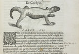 Libri de Piscibus Marinis, in quibus verae Piscium effigies expressae sunt + Universae aquatilium Historiae pars altera, cum veris ipsorum Imaginibus, two volumes in one (in late 19 century polished calf)