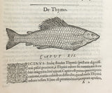 Libri de Piscibus Marinis, in quibus verae Piscium effigies expressae sunt + Universae aquatilium Historiae pars altera, cum veris ipsorum Imaginibus, two volumes in one (in late 19 century polished calf)