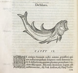 Libri de Piscibus Marinis, in quibus verae Piscium effigies expressae sunt + Universae aquatilium Historiae pars altera, cum veris ipsorum Imaginibus, two volumes in one (in late 19 century polished calf)