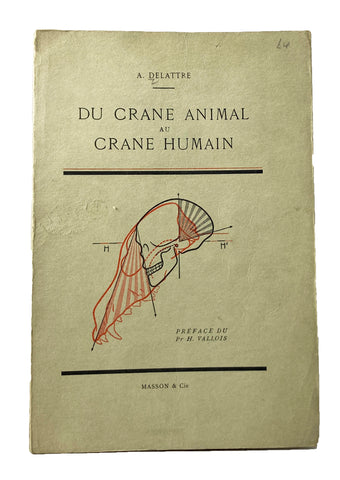 Du Crane Animal Au Crane Humain