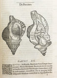 Libri de Piscibus Marinis, in quibus verae Piscium effigies expressae sunt + Universae aquatilium Historiae pars altera, cum veris ipsorum Imaginibus, two volumes in one (in late 19 century polished calf)